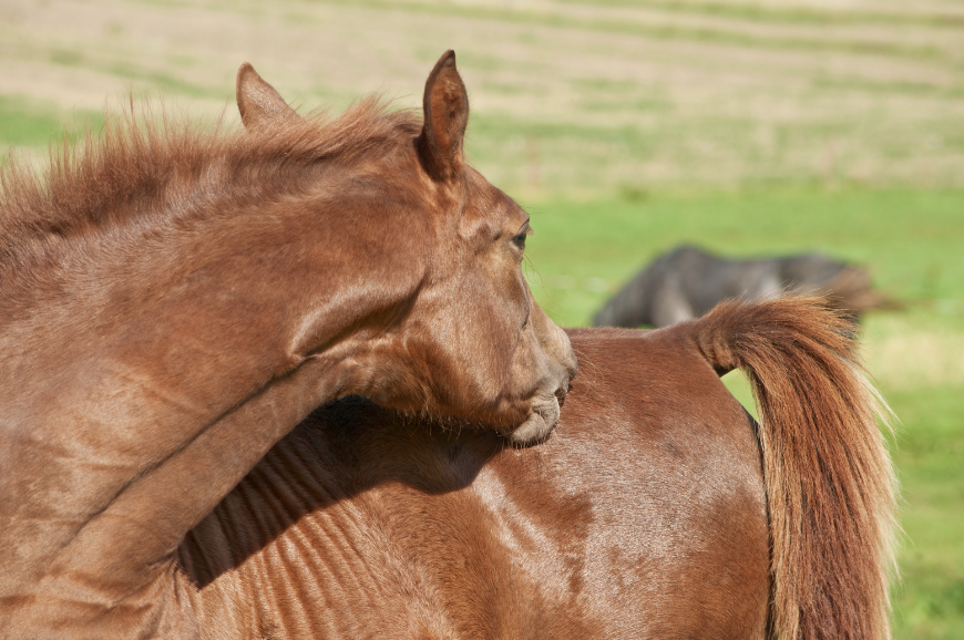 Que se passe-t-il lorsque le cheval a trop froid ?